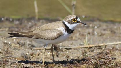 Halkalı küçük cılıbıt