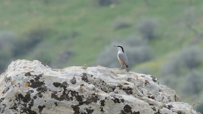 Büyük kaya sıvacısı