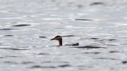 Kızılboyunlu batağan