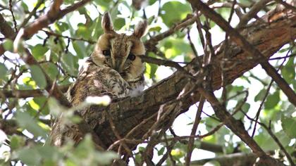 Kulaklı orman baykuşu
