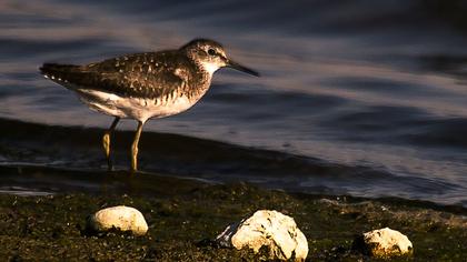 Orman düdükçünü