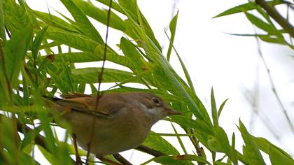 Akgerdanlı ötleğen