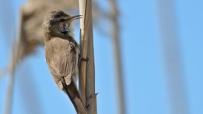 Doğu kamışçını