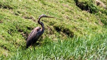Erguvani balıkçıl