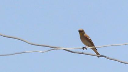 Sarıboğazlı serçe