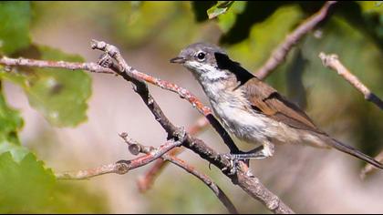 Küçük akgerdanlı ötleğen