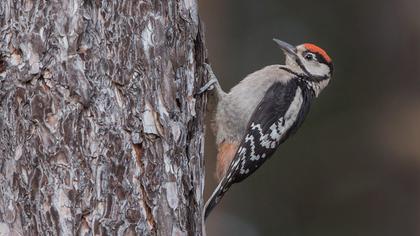 Orman alaca ağaçkakanı