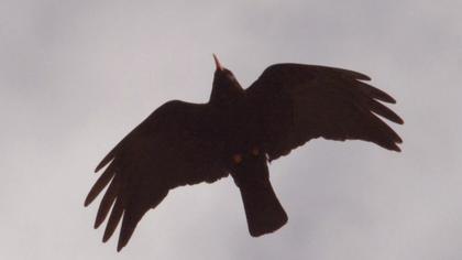 Kırmızıgagalı dağ kargası