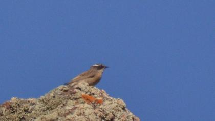 Sürmeli dağbülbülü