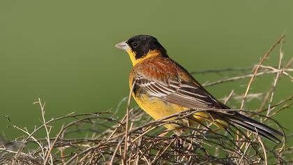 Karabaşlı kirazkuşu