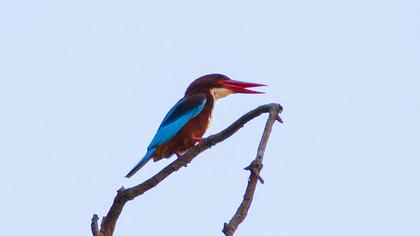 İzmir yalıçapkını