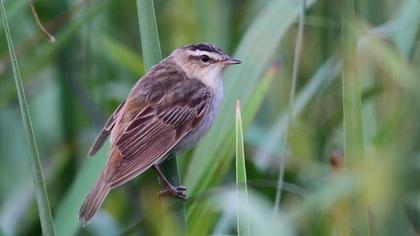 Kındıra kamışçını