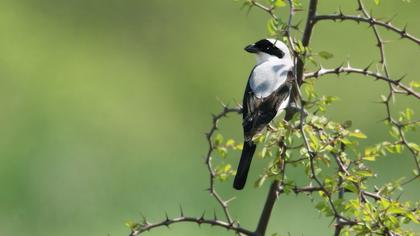 Karaalınlı örümcekkuşu
