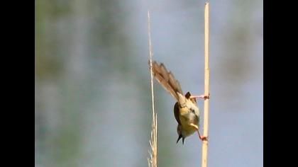 Dikkuyruklu ötleğen
