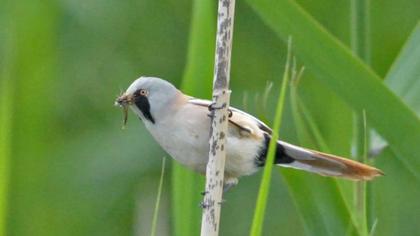 Bıyıklı baştankara