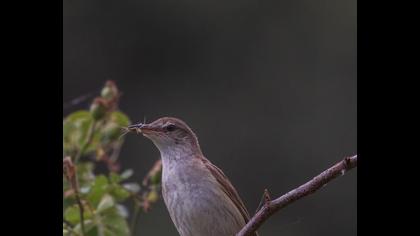 Büyük kamışçın
