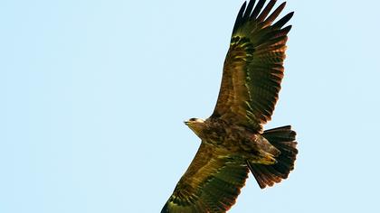 Küçük orman kartalı