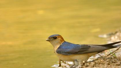 Kızıl kırlangıç