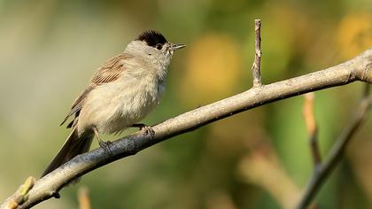 Karabaşlı ötleğen