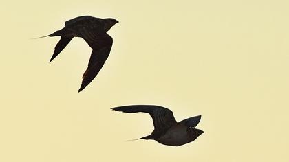 Kılkuyruk bağırtlak