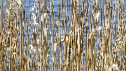 Büyük kamışçın