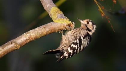 Küçük ağaçkakan