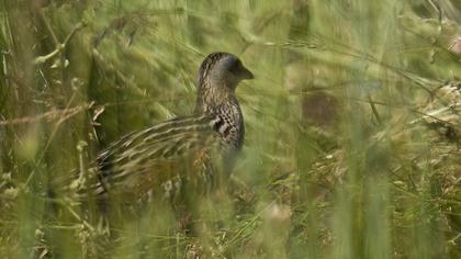 Bıldırcınkılavuzu