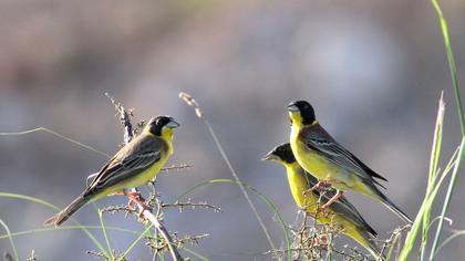 Karabaşlı kirazkuşu