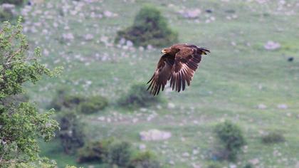 Küçük orman kartalı