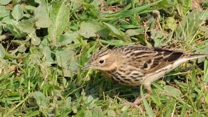 Kızılgerdanlı incirkuşu