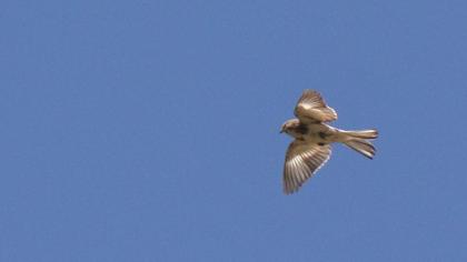 Sarıgagalı ketenkuşu