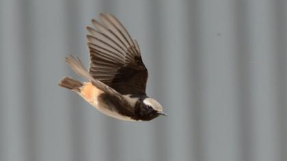 Kızılca kuyrukkakan