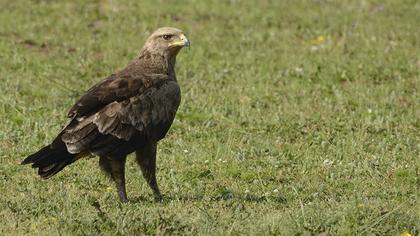 Küçük orman kartalı