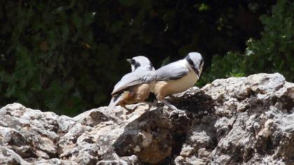 Büyük kaya sıvacısı