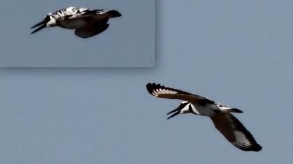 Alaca yalıçapkını