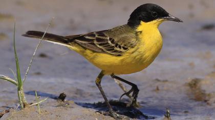 Sarı kuyruksallayan