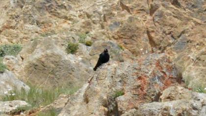 Sarıgagalı dağ kargası