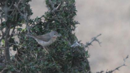 Bıyıklı ötleğen