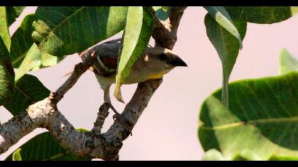 Sarıboğazlı serçe
