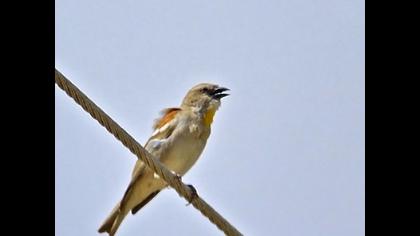 Sarıboğazlı serçe