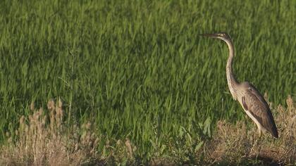 Erguvani balıkçıl