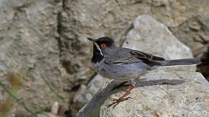 Karaboğazlı ötleğen