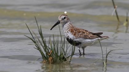 Karakarınlı kumkuşu
