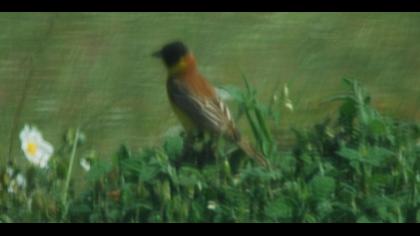 Karabaşlı kirazkuşu