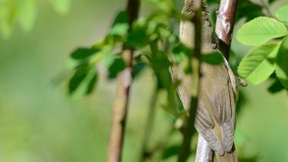 Çalı kamışçını