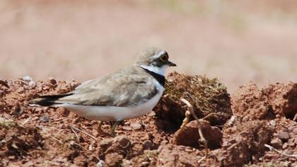 Halkalı küçük cılıbıt
