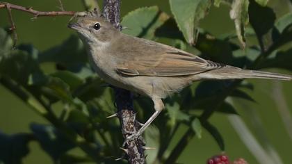Akgerdanlı ötleğen