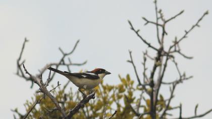Kızılbaşlı örümcekkuşu