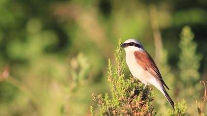 Kızılsırtlı örümcekkuşu