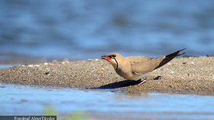 Bataklıkkırlangıcı